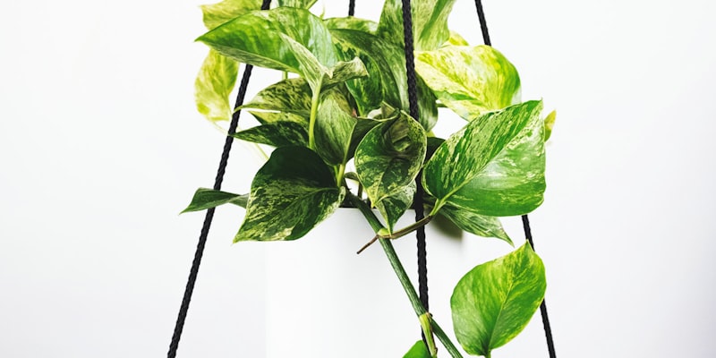 足球运动员庆祝进球，队友围绕欢呼的激动场面